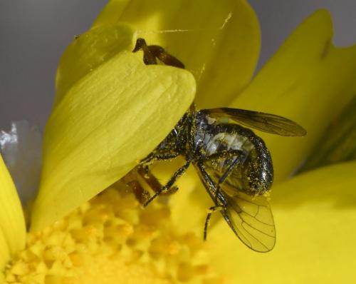 Usia sp.